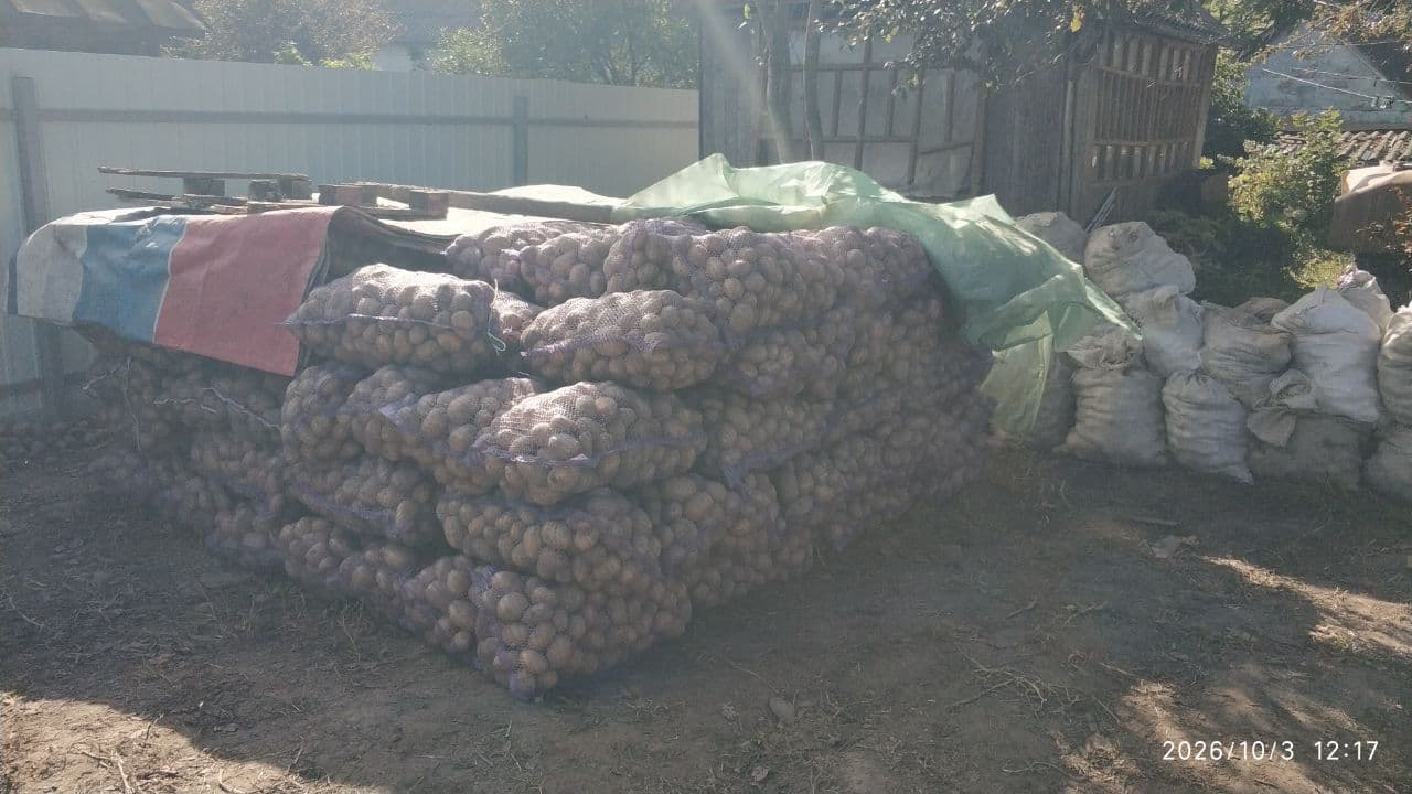 Продам товарну картоплю с.Придеснянське - Короп, Придеснянське